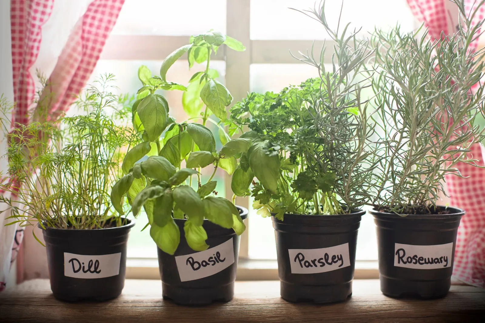 herbs